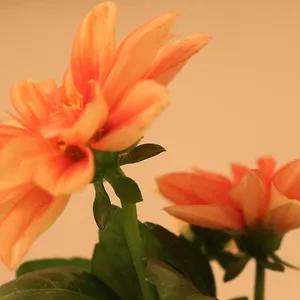 Haus Mandarina Apartment